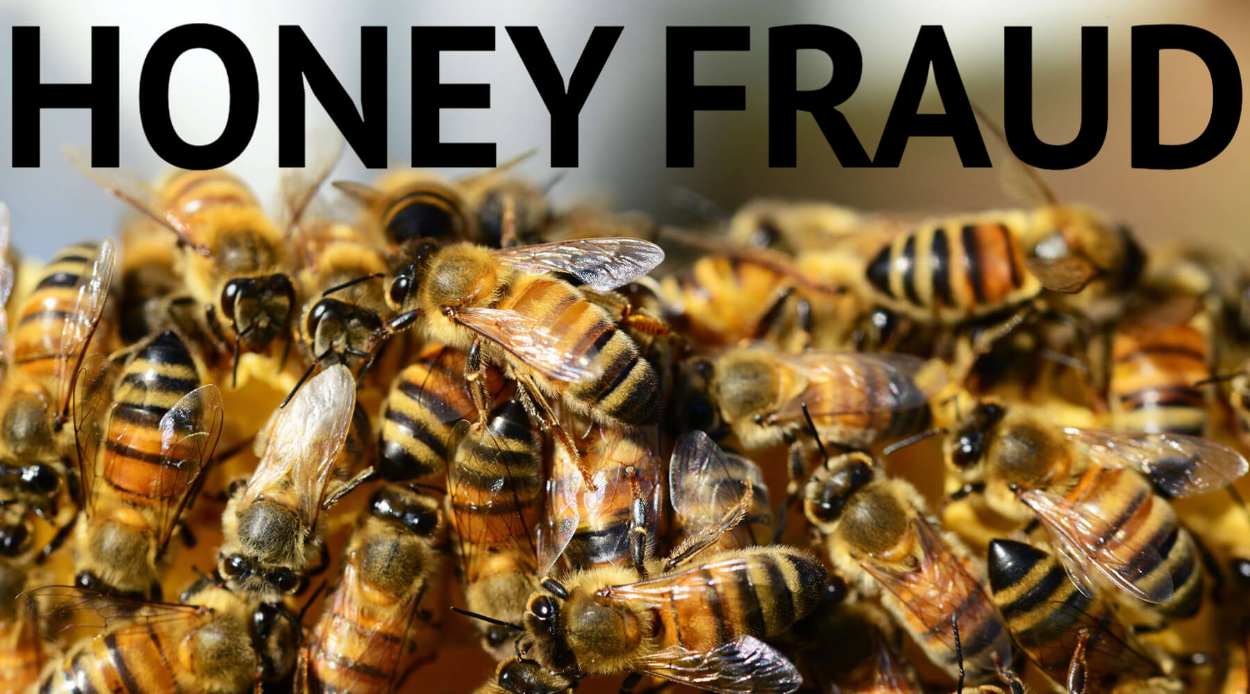 What is honey fraud?