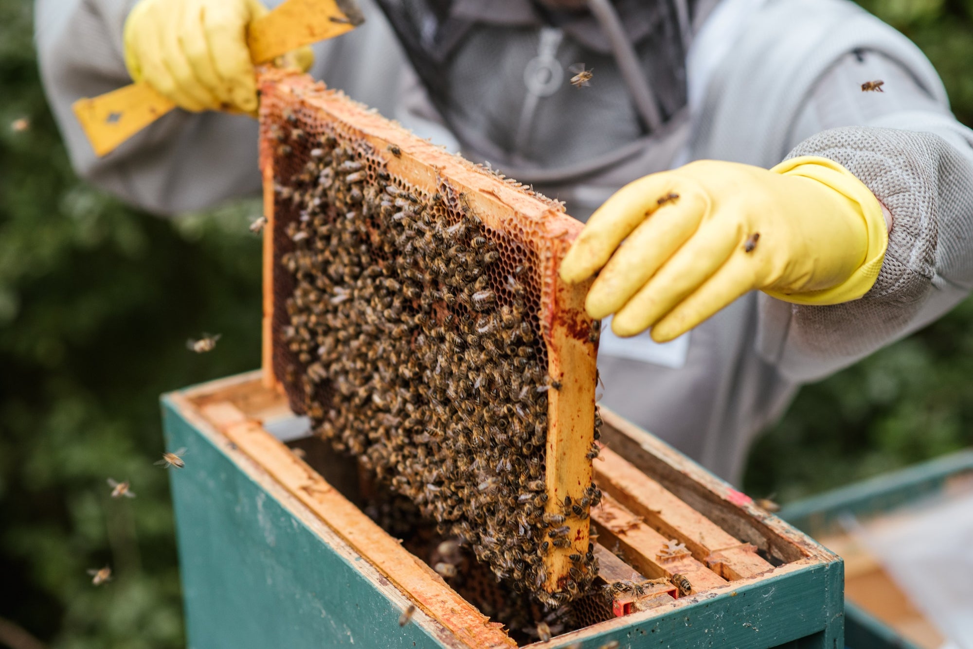 Honey Bees for Sale – ScottishBeeCompany